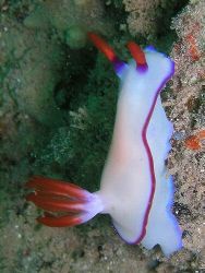 Nicely coloured nudibranch off Bunaken, Manado by Dawn Watson 